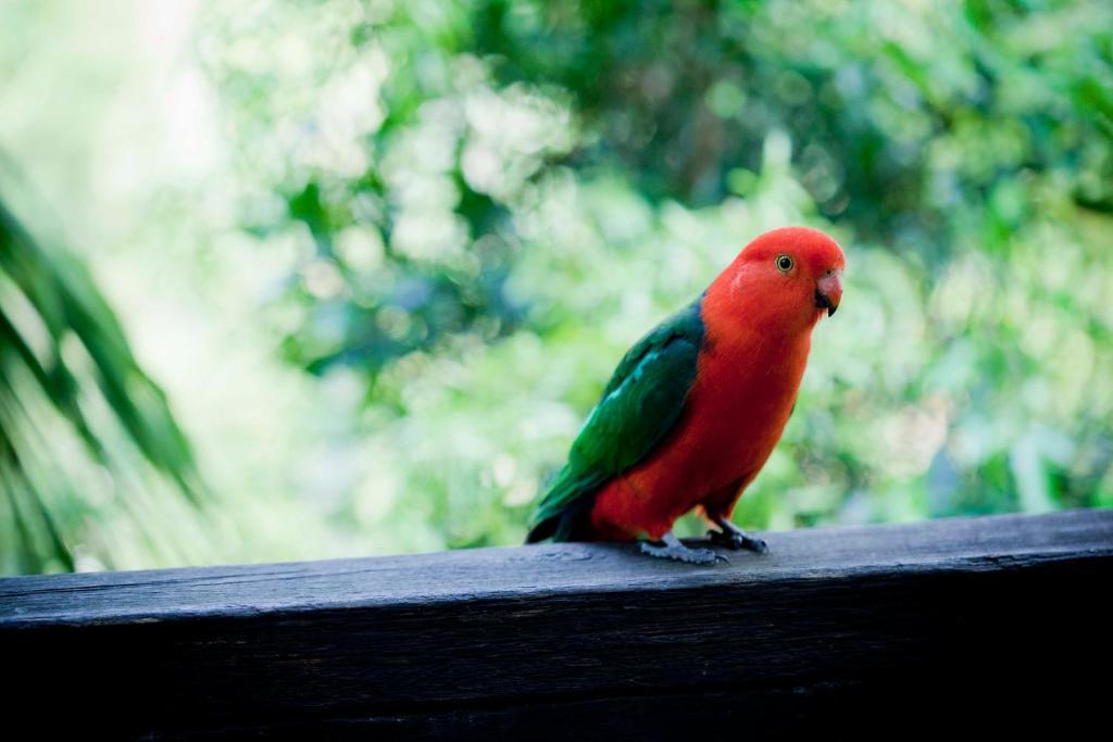 Mount Glorious Mt Glorious Getawaysヴィラ エクステリア 写真