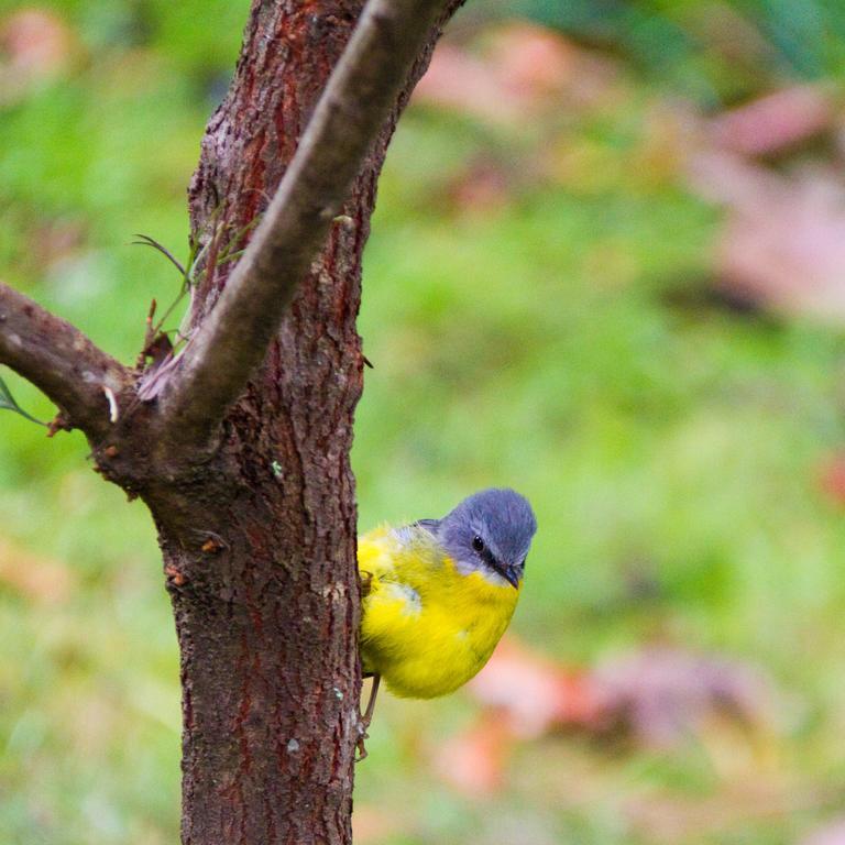 Mount Glorious Mt Glorious Getawaysヴィラ エクステリア 写真