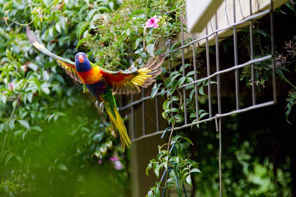 Mount Glorious Mt Glorious Getawaysヴィラ エクステリア 写真