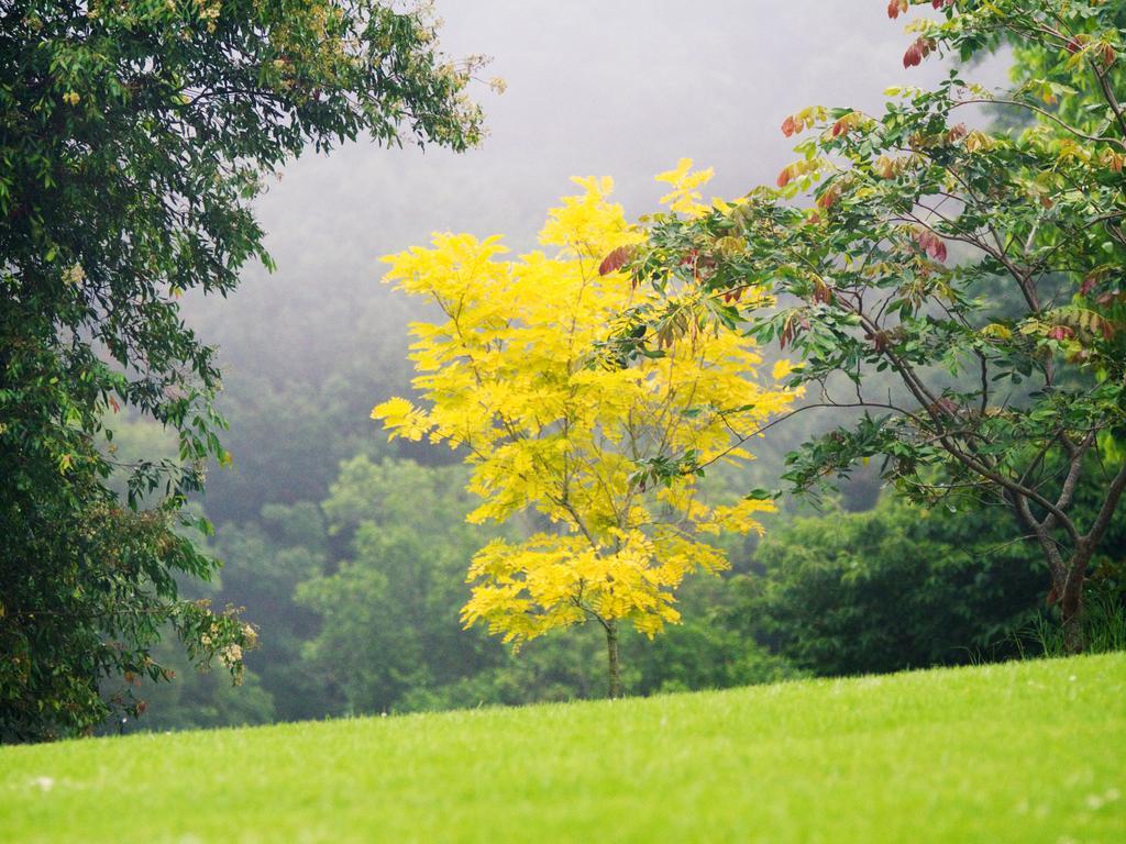 Mount Glorious Mt Glorious Getawaysヴィラ エクステリア 写真