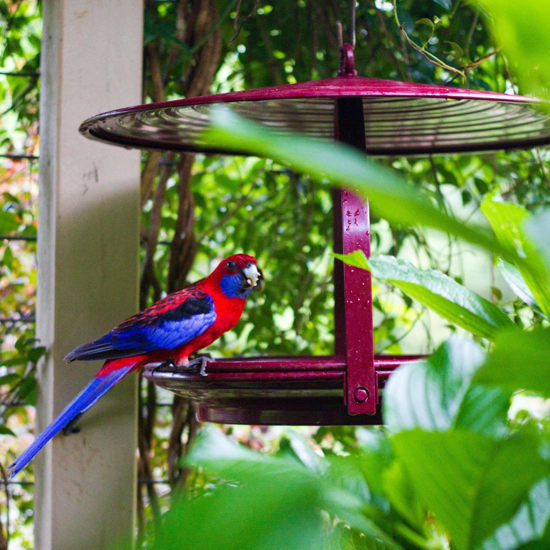 Mount Glorious Mt Glorious Getawaysヴィラ エクステリア 写真