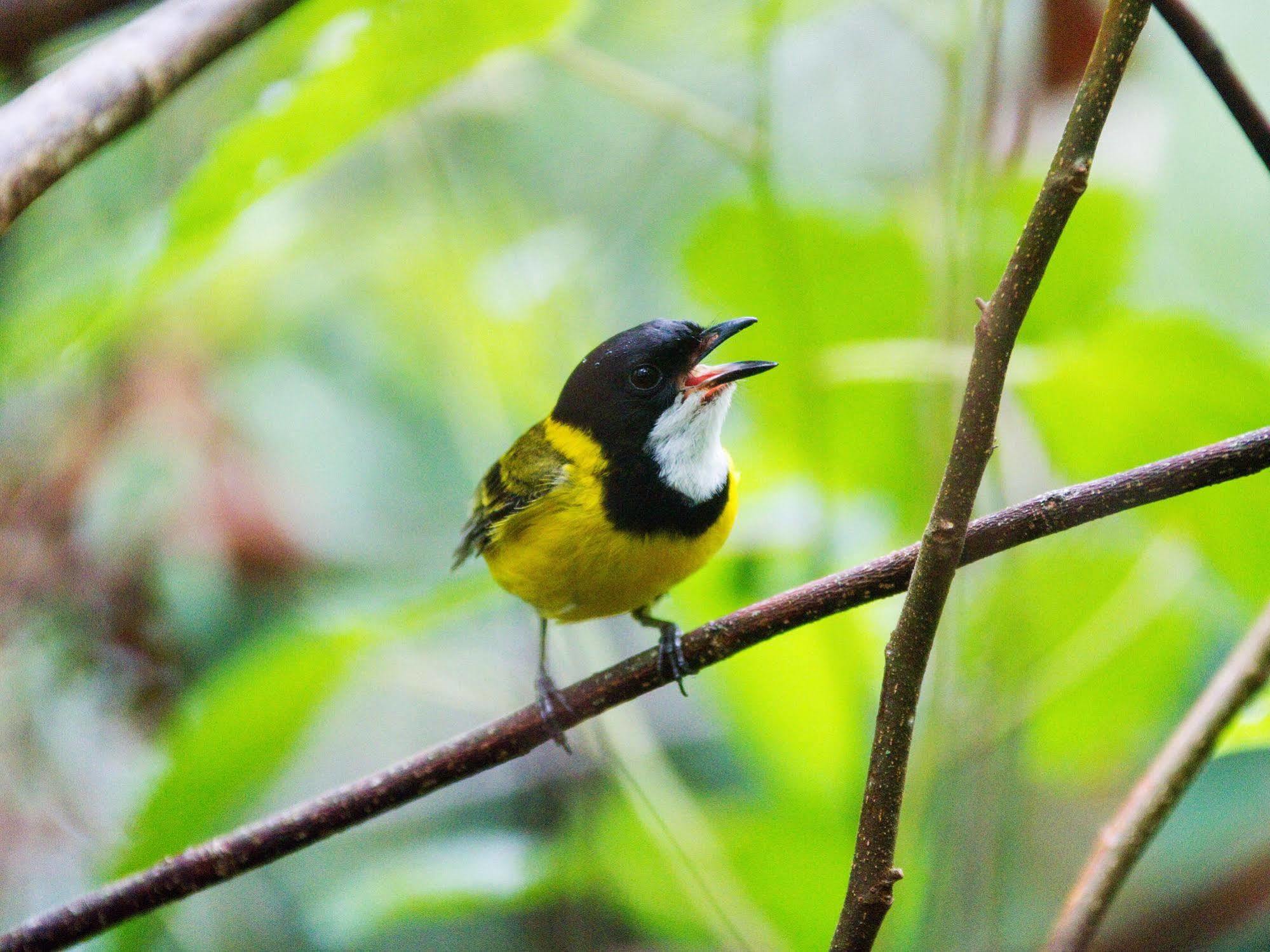 Mount Glorious Mt Glorious Getawaysヴィラ エクステリア 写真